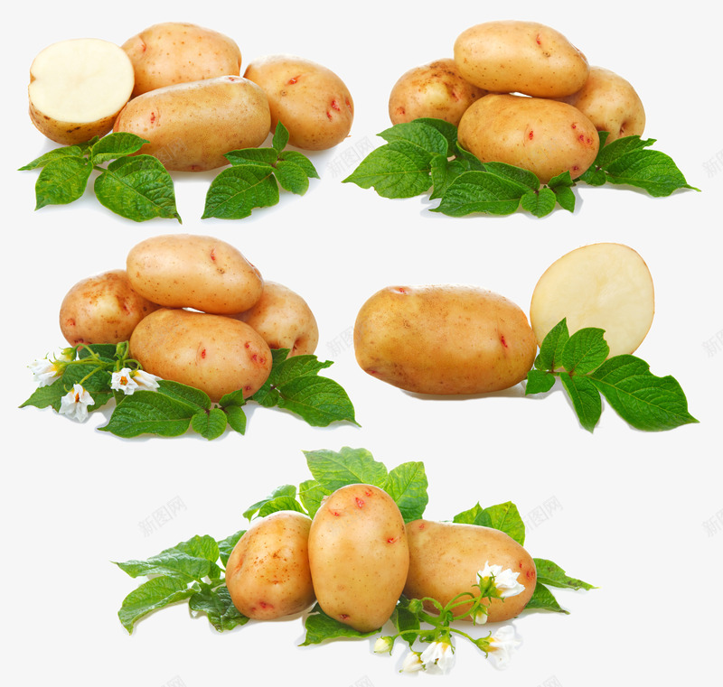 土豆png免抠素材_新图网 https://ixintu.com 各种土豆 蔬菜 食品 高清土豆