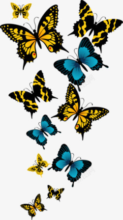 各种姿势蝴蝶蓝橘黑色蝴蝶高清图片