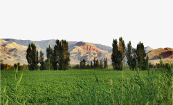 风景图麦田北疆乡村高清图片