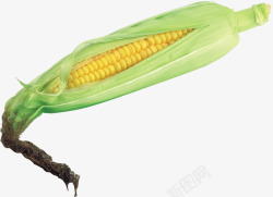 香甜玉米棒未剥皮的玉米高清图片