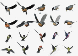 啄食各种小鸟不同形态高清图片