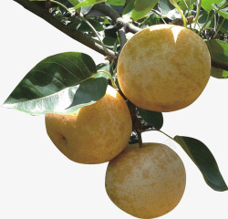 梨梨子水晶梨带叶子的梨素材