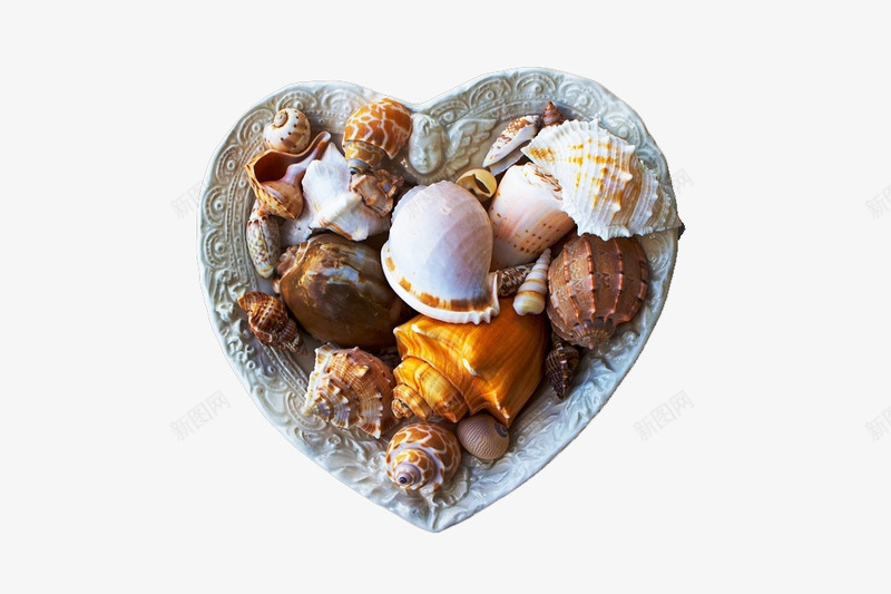 各种海生物png免抠素材_新图网 https://ixintu.com 海螺 碟子 贝壳