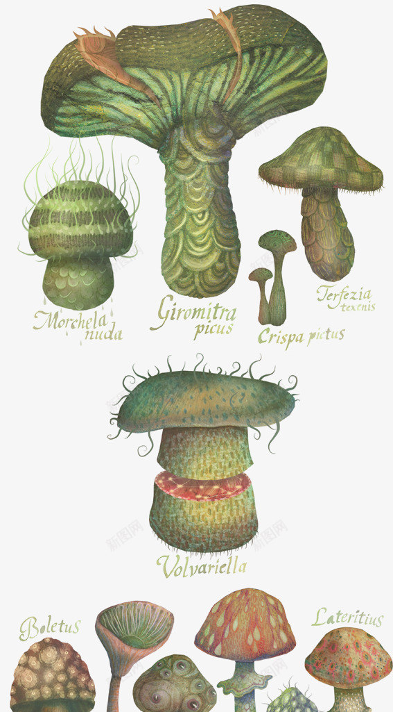 各种奇异的植物png免抠素材_新图网 https://ixintu.com 变异 另类 手绘 插画 海底