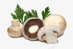 棕色香菇摄影图白色香菇高清图片