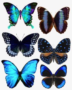 各种蓝色花纹系列蝴蝶素材