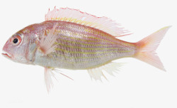 金线鱼一体好看的金线魚高清图片