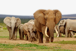 大象群草原上的大象群高清图片