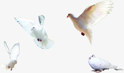 各种姿态鸟儿飞舞素材