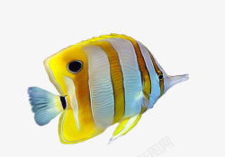 黄色条纹热带鱼素材