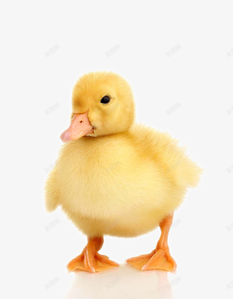 可爱的黄色鸭子png免抠素材_新图网 https://ixintu.com 动物 动物世界 动物摄影 可爱的鸭子 可爱的黄色鸭子 图片 图片素材 幼崽图片鸭子 幼崽小鸭子 陆地动物