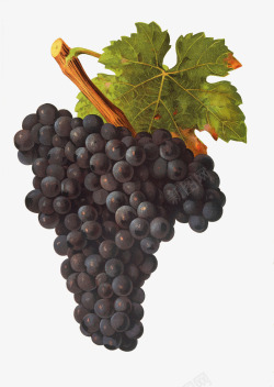 葡萄酒酿紫色美味美食葡萄叶藤图高清图片
