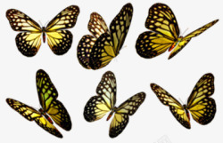 各种姿势蝴蝶蝴蝶高清图片