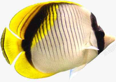 摄影黄色白色条纹深海的鱼png免抠素材_新图网 https://ixintu.com 摄影 条纹 深海 白色 黄色
