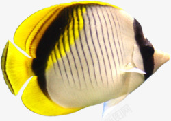 摄影黄色白色条纹深海的鱼素材
