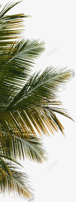 海边摄影效果棕榈树素材