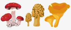 松茸菌蘑菇松茸菌类高清图片