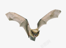飞鼠PNG蝙蝠皮翼高清图片