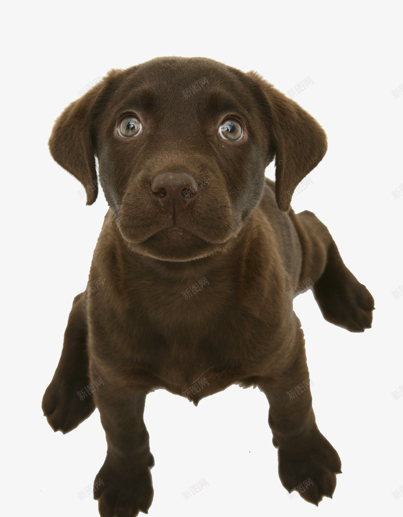 巧克力拉布拉多犬png免抠素材_新图网 https://ixintu.com 仰视 动物 坐 实物 宠物摄影 小狗 巧克力拉布拉多犬 拉布拉多犬 狗