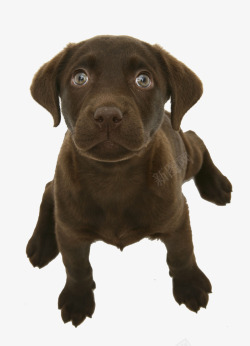 狗坐巧克力拉布拉多犬高清图片