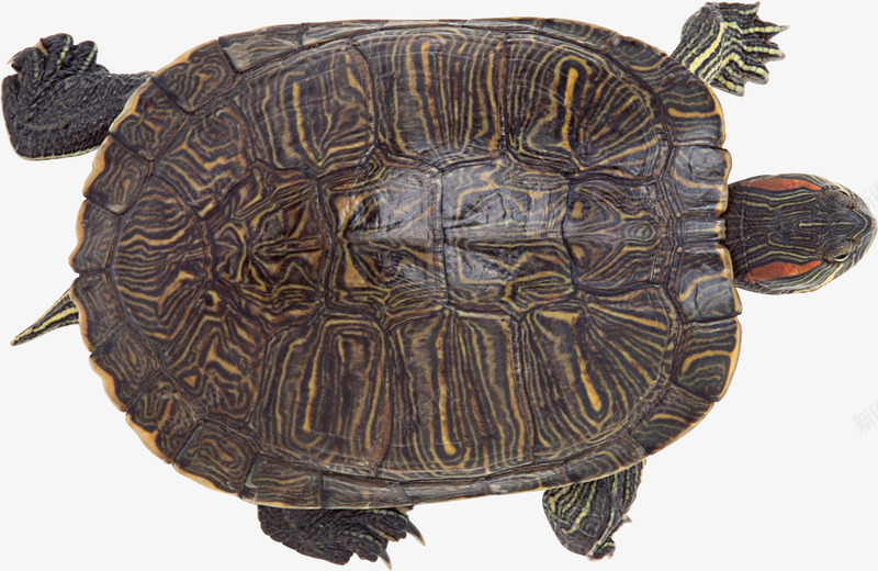 有斑驳条纹的海龟png免抠素材_新图网 https://ixintu.com 国家保护动物 斑驳条纹 海洋生物 海龟 褐色