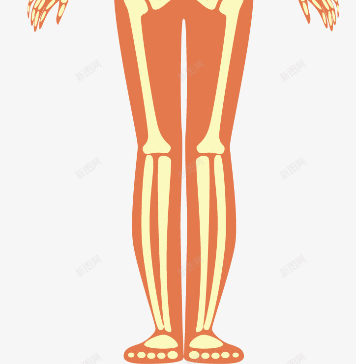 女孩人体骨骼系统矢量图ai免抠素材_新图网 https://ixintu.com 人体 人体骨骼 女孩骨骼 矢量png 矢量图 骨头人 骨骼 骨骼系统