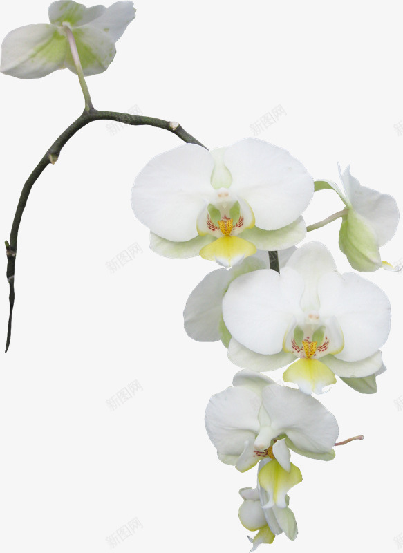 白色花朵花枝png免抠素材_新图网 https://ixintu.com 白色 花朵 花枝