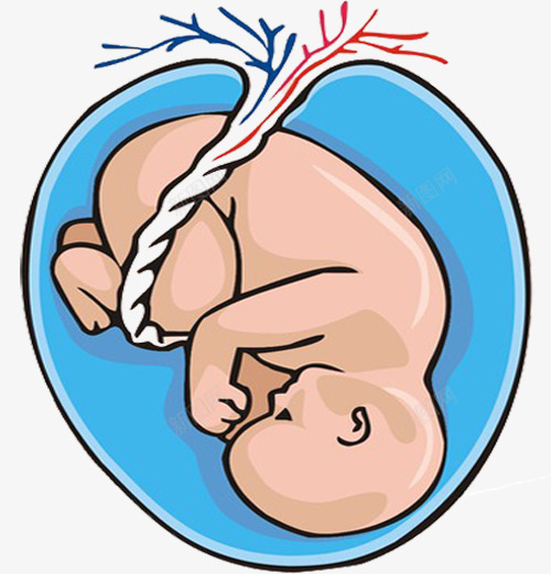 宝宝胚胎png免抠素材_新图网 https://ixintu.com 子宫 孕育 宝宝 生长 胚胎 转化