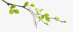 白色鹦鹉花枝叶子素材