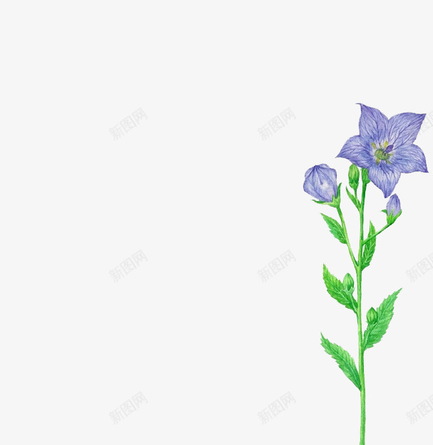 蓝色花朵水彩花朵花枝png免抠素材_新图网 https://ixintu.com 水彩 花朵 花枝 蓝色