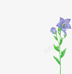 蓝色花朵水彩花朵花枝素材