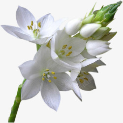 九里香白色花朵花枝装饰素材