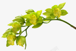 绿色花枝花朵春天素材