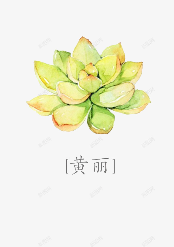 黄丽png免抠素材_新图网 https://ixintu.com 多肉 多肉植物 彩铅 手绘 植物 水彩 盆栽 肉肉 花朵 黄丽