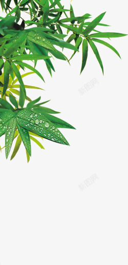 夏日植竹叶卡通绿色效果素材