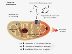 现代科学线粒体维持细胞内蛋白质稳态示意高清图片