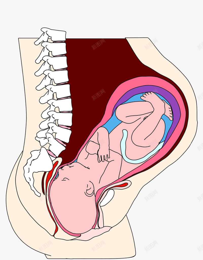 怀孕的妈妈png免抠素材_新图网 https://ixintu.com 创意 可爱的小宝宝 待产 怀孕的妈妈 设计 骨头