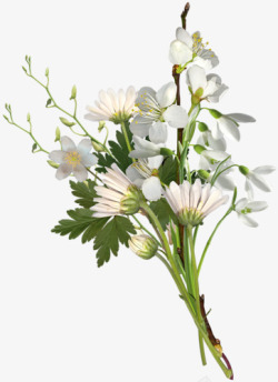白色花朵花枝素材
