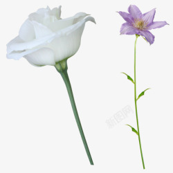白色花朵花枝装饰素材