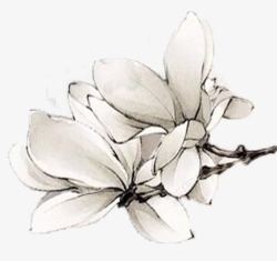 水墨白色花朵素材