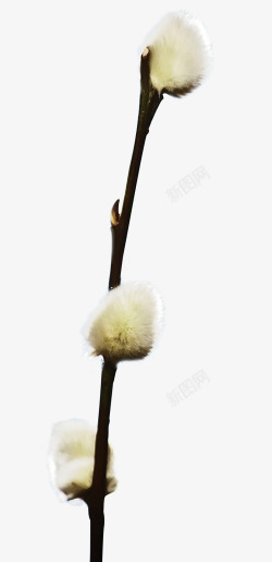 仿真花球白色毛绒球枝条高清图片