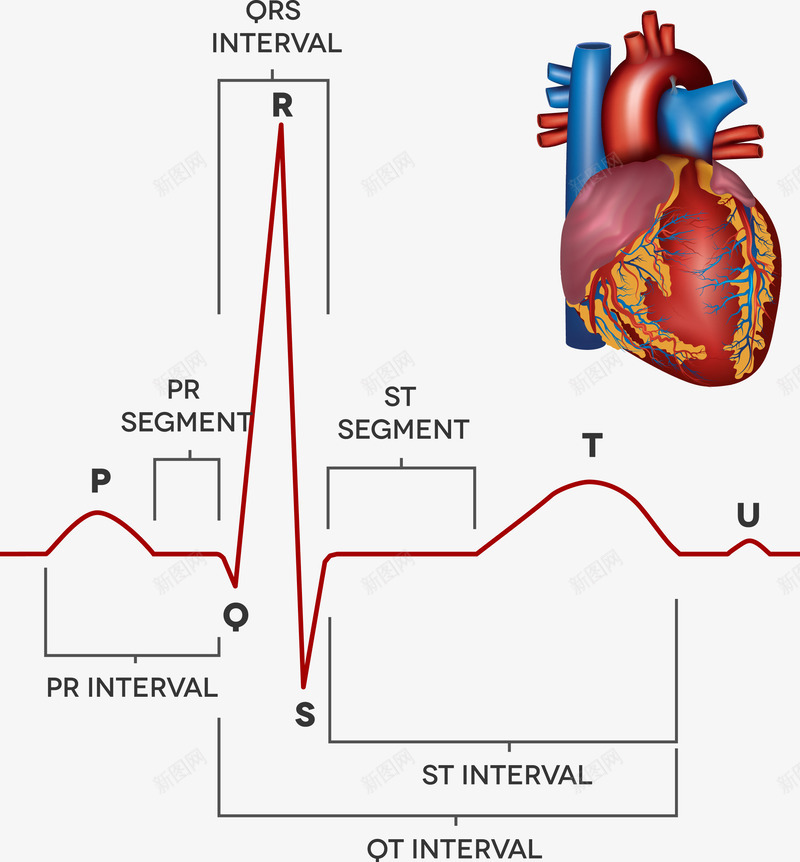 医院科室挂图讲解心率png免抠素材_新图网 https://ixintu.com 医院科室挂图 心率 心率图 心脏 矢量挂图
