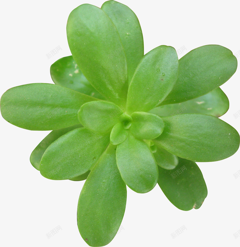 嫩绿的植物png免抠素材_新图网 https://ixintu.com PNG素材 产品实物 免费PNG 多肉植物 植物 绿色