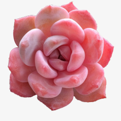 粉色多肉植物png免抠素材_新图网 https://ixintu.com 仙人掌 植物 粉色 粉色多肉植物