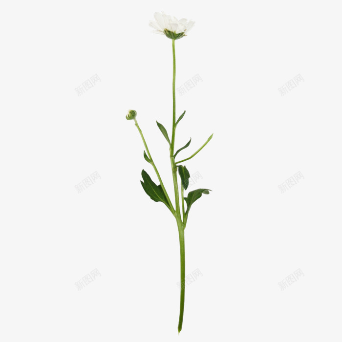 白色花朵花枝装饰png免抠素材_新图网 https://ixintu.com 图片 白色 花朵 花枝 装饰