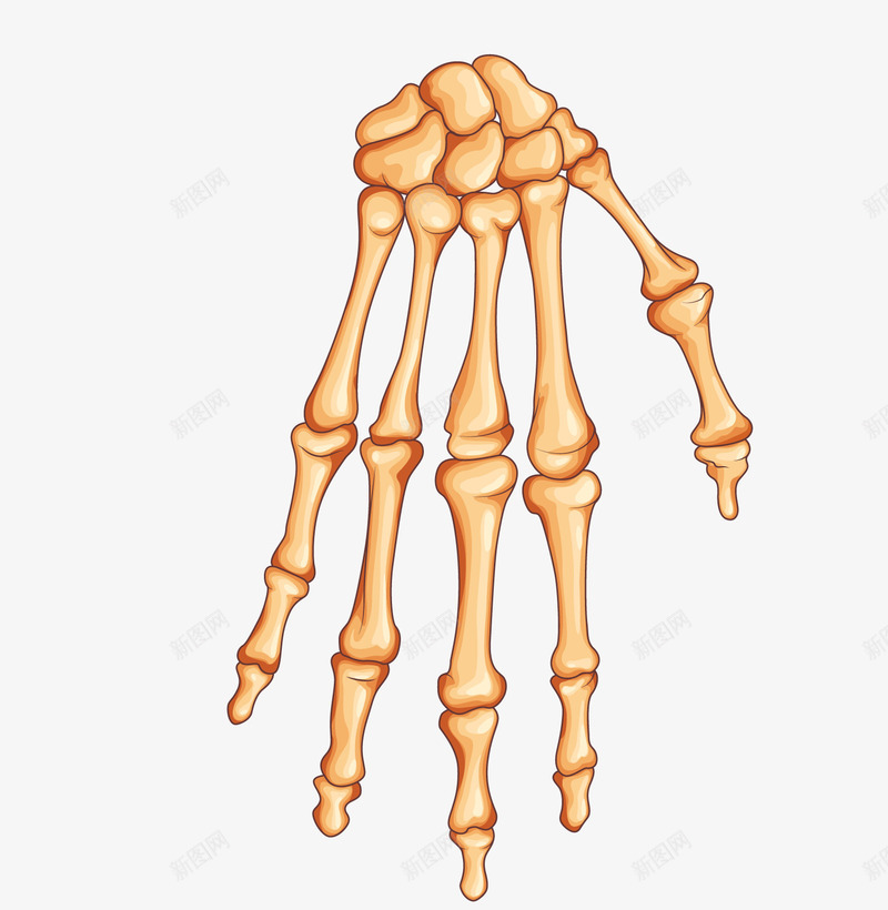 人体手骨头png免抠素材_新图网 https://ixintu.com 人体器官 手指 手指头 手掌 骨头 骨架