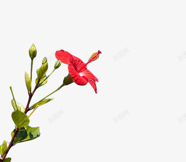 木槿花卉png免抠素材_新图网 https://ixintu.com 叶子 木槿 植物 红色 花卉 花枝