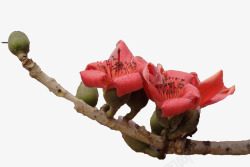 棕色花枝一根棕色枝条上两朵绽放的红棉花高清图片