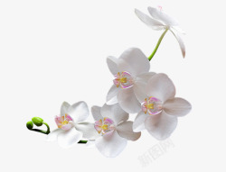 夹竹桃白色花朵花枝素材