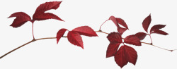 红色叶子花枝装饰素材